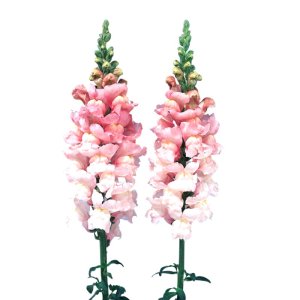 Antirrhinum Admiral Pink