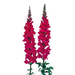 Antirrhinum Admiral Purple