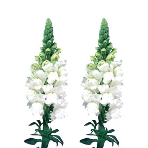 Antirrhinum Admiral White