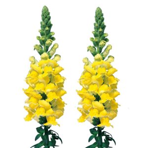 Antirrhinum Admiral Yellow