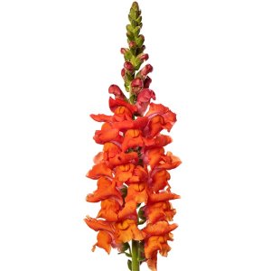 Antirrhinum Animation Deep Orange