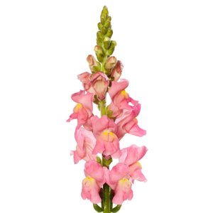 Antirrhinum Animation Rose