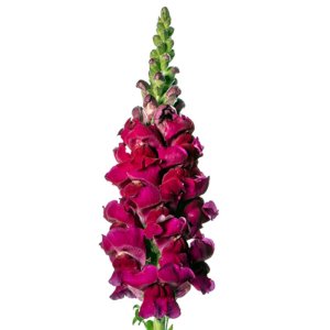 Antirrhinum Animation Royal Purple