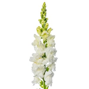 Antirrhinum Animation White Imp.