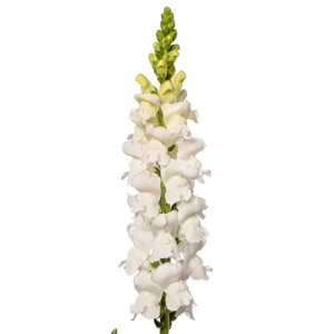 Antirrhinum Animation White