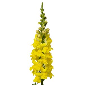 Antirrhinum Animation Yellow