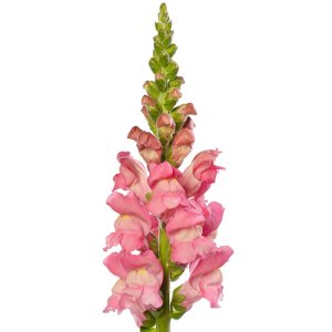 Antirrhinum Avignon Cherry Rose