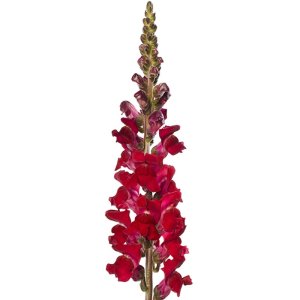 Antirrhinum  Avignon Dark Red