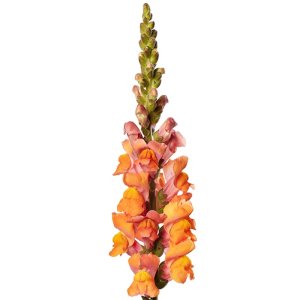 Antirrhinum Avignon Deep Orange