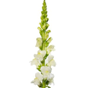 Antirrhinum Avignon Ivory