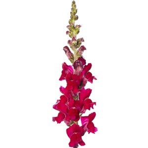 Antirrhinum Avignon Magenta