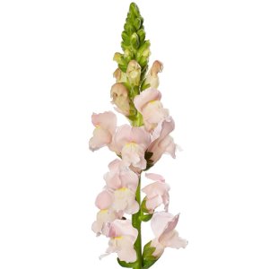 Antirrhinum Avignon Pink