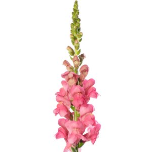 Antirrhinum Avignon Rose