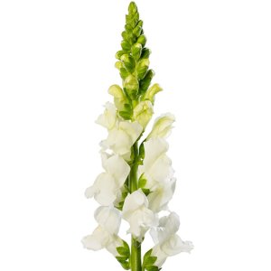 Antirrhinum Avignon White Improved