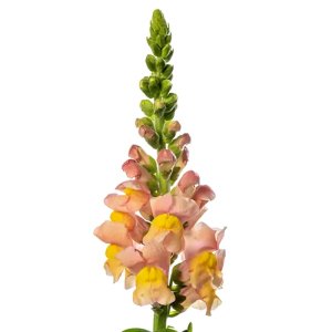 Antirrhinum  Avignon White