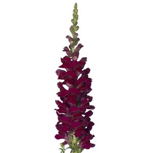 Antirrhinum Cannes III Velvet Red