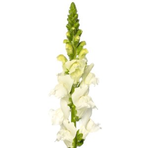 Antirrhinum Cannes III White