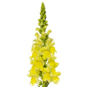 Antirrhinum Cannes III Yellow