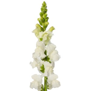 Antirrhinum Cannes III Early White