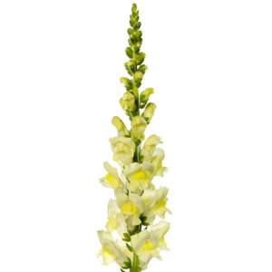 Antirrhinum Cannes III Lemon