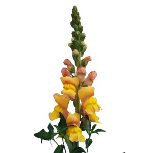 Antirrhinum Cannes III Light Bronze