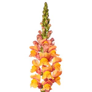 Antirrhinum Cannes III Orange