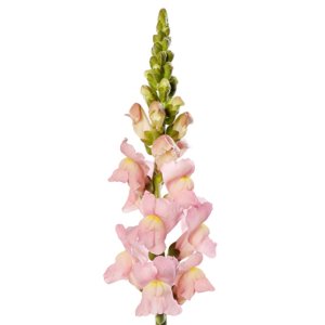 Antirrhinum Cannes III Pink