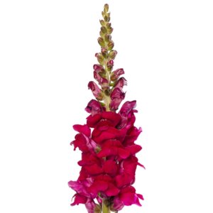 Antirrhinum Cannes III Purple