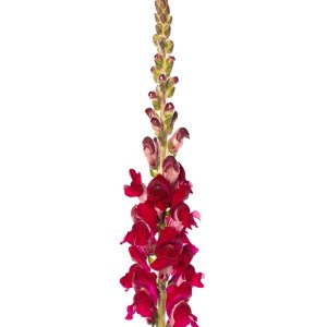 Antirrhinum Cannes III Red Delight