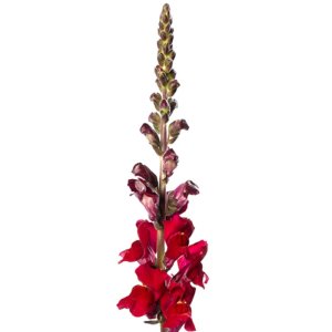 Antirrhinum Cannes III Red