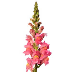 Antirrhinum Cannes III Rose