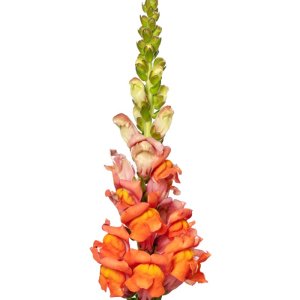 Antirrhinum Cannes III Dark Orange