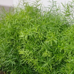 Asparagus sprengerii