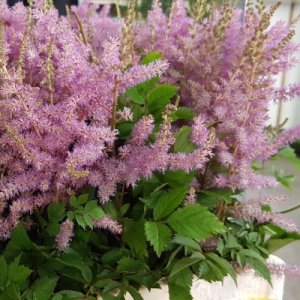 Astilbe japonica