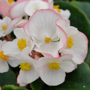 Begonia Ambassador Bicolor