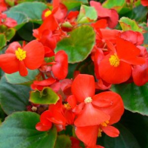 Begonia Ambassador Scarlet