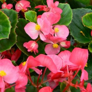 Begonia Ambassador Rose