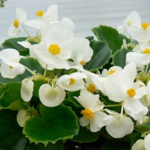 Begonia Ambassador White