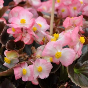 Begonia Senator IQ Rose Bicolor