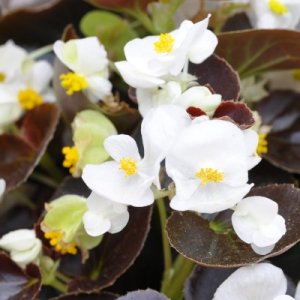 Begonia Senator IQ White