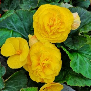 Begonia Fortune Yellow