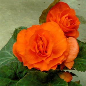 Begonia Fortune Orange Shades