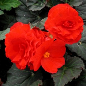 Begonia Fortune Deep Red