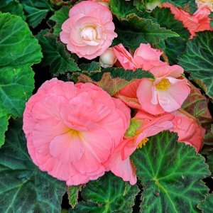 Begonia Fortune Pink