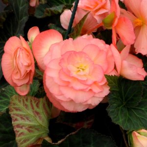 Begonia Fortune Salmon Bicolour