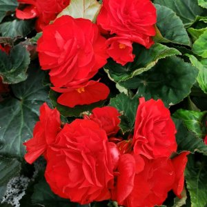 Begonia Fortune Scarlet Red