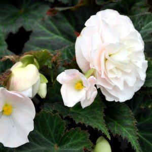 Begonia Fortune White Rose Back