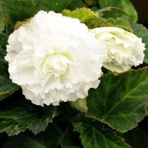 Begonia Fortune White