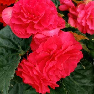 Begonia Fortune Dark Rose