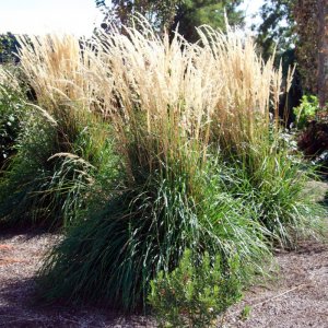 Calamagrostis x acutiflora Karl Foerster